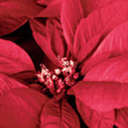 The Beauty Of A Poinsettia Flower Poster