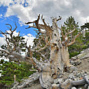 The Big Bristlecone Poster