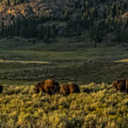 The Bison Rut In Yellowstone Poster