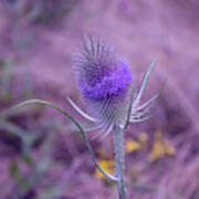 The Blue Softness Of A Teasel Poster