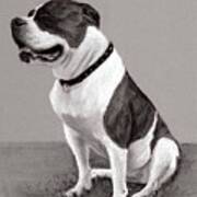 The Boss - Portrait Of An American Bulldog Poster