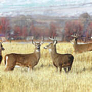 The Bucks Stop Here White-tail Deer Poster