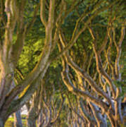 The Dark Hedges Poster