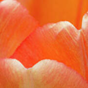 The Essence Of A Tulip Orange Sherbert Poster