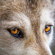 The Eyes Of A Great Grey Wolf Poster