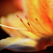 The Garden - Peach Colored Azalea Flower 2 Poster