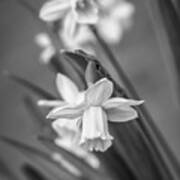 The Gentleness Of Spring Bw Poster