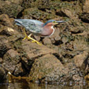 The Green Heron Poster