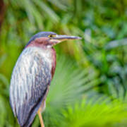 The Green Heron Poster