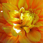 The Heart Of A Dahlia Poster