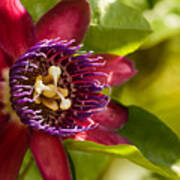 The Heart Of A Passion Fruit Flower Poster