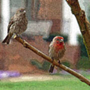 The House Finch Pair Poster