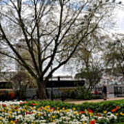 The London Eye With Tulips Poster