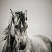 The Lonely Horse Portrait In Black And White Poster