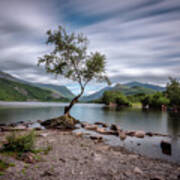 The Lonely Tree At Llyn Padarn Lake - Part 1 Poster