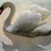 The Magical Swan Poster