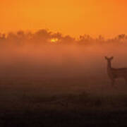 The Most Amazing Sunrise With A Deer Poster
