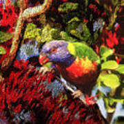 The Rainbow Lorikeet Poster