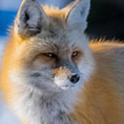 The Red Fox Portrait In Snow Poster