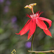 The Red Passion Flower Poster