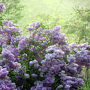 The Scent Of Lilacs Poster