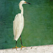 The Small White Heron - Snowy Egret Poster