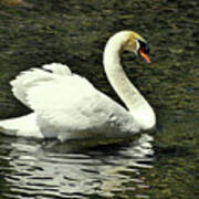 The Swan Of Lake Susan Poster
