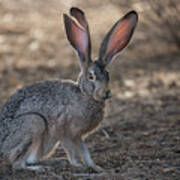 The Tale Of A Jackrabbit Poster