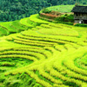 The Terraced Fields Scenery In Autumn Poster