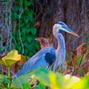 Majestic Great Blue Heron Poster