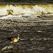 The Wading Willet Poster