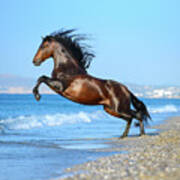 The Wave. Andalusian Horse Poster