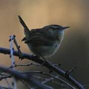 The Wren Poster