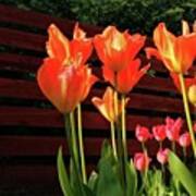 These Are #tulips From My Back Garden Poster