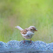 Thirsty Sparrow Poster