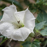 Thorn Apple Rains Poster