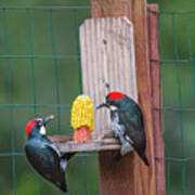 Three Backyard Woodpeckers Poster