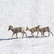 Three Bighorn Sheep Walking Across A Snowfield Poster