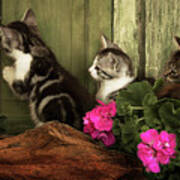 Three Cute Kittens Waiting At The Door Poster