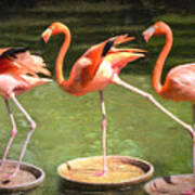 Three Flamingos Poster