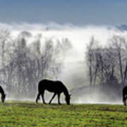 Three Horse Morning Poster