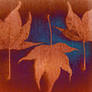 Three Maple Leaves Poster