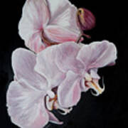 Three Orchids Poster