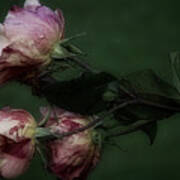 Three Romantic Roses Poster