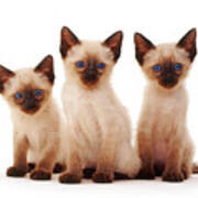 Three Siamese Kittens Poster