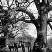 Three Under A Tree In Black And White Poster