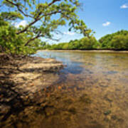 Tidal Mangrove Estuary - Von D Mizell Eula Johnson State Park Poster