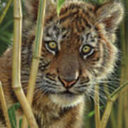 Tiger Cub - Discovery Poster