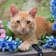 Tiger In The Flowers Poster