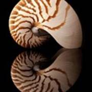 Tiger Nautilus Shell And Reflection Poster